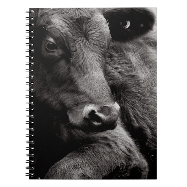 Caderno Espiral Foto preto e branco do boi preto de Angus (Frente)