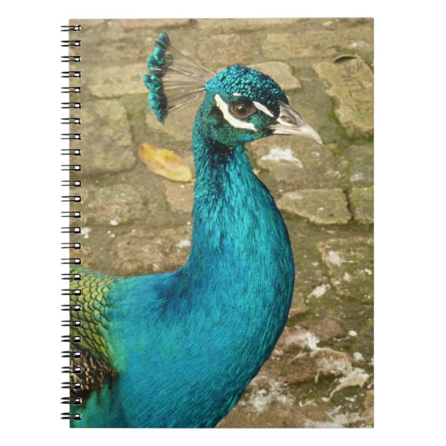 Caderno Espiral Fotografia da Bela Natureza do Pavão (Frente)