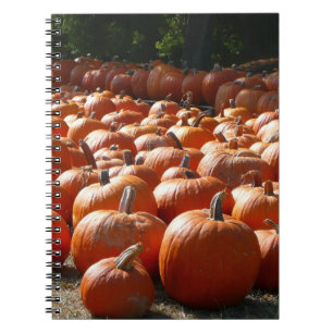 Caderno Espiral Fotografia da Colheita de Outono no Campo de Abóbo