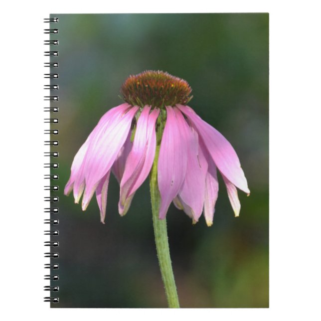 Caderno Espiral Fotografia da Flor Echinacea Rosa (Frente)