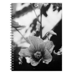 Caderno Espiral Fotografia da Flor Pictum de Abutilon Preta e Bran