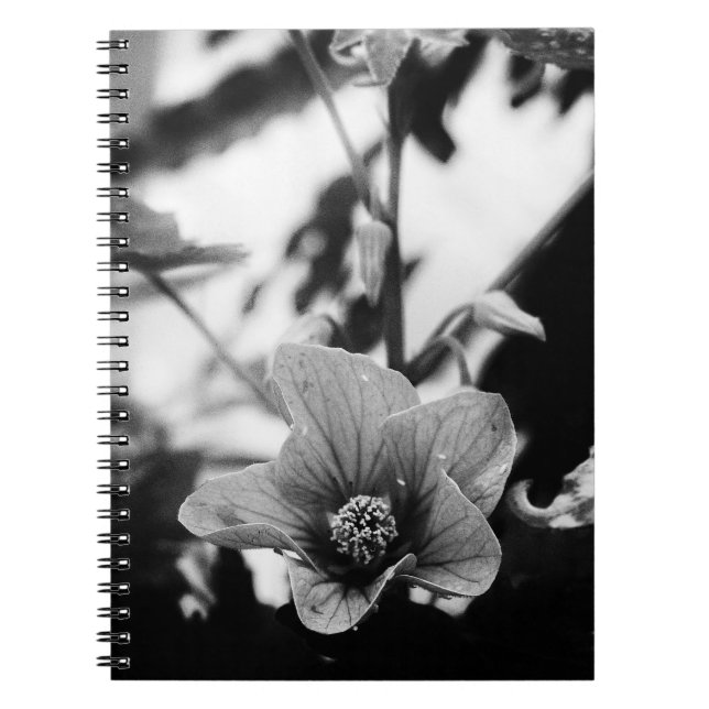Caderno Espiral Fotografia da Flor Pictum de Abutilon Preta e Bran (Frente)