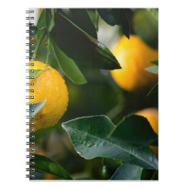 Caderno Espiral Fotografia da Fruta da árvore Lemon