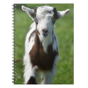 Caderno Espiral fotografia de cabrito