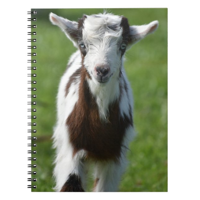 Caderno Espiral fotografia de cabrito (Frente)