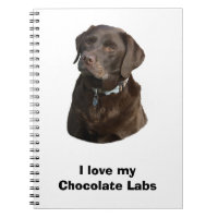 Fotografia de cão Labrador Chocolate
