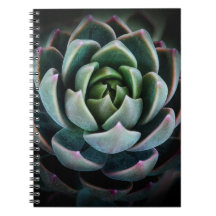Fotografia de Flores Suculentas e Naturais Lindas