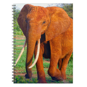 Caderno Espiral Fotografia do Elefante Africano Adulto