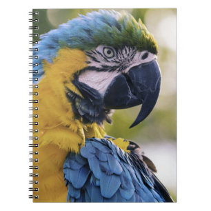 Caderno Espiral Fotografia do Retrato do Perfil do Macaw