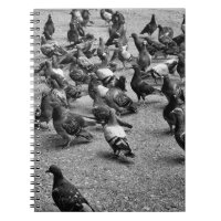 Fotografia em preto e branco de muitos pombos