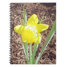 Caderno Espiral Fotografia Primavera Daffodil Amarelo