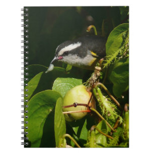 Caderno Espiral Fotografia tropical de alimentação de aves de Ba