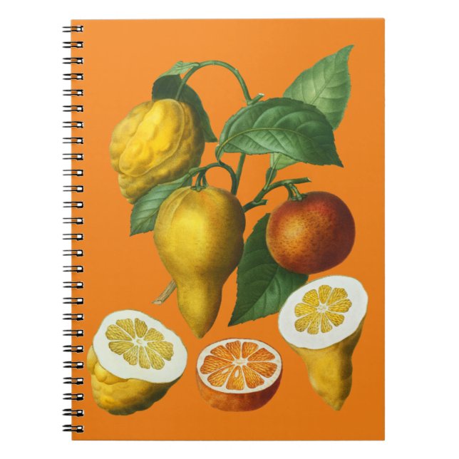 CADERNO ESPIRAL FRUTA CITRUS (Frente)