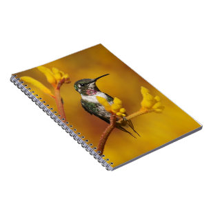 Caderno Espiral Fulgor dourado