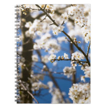 Fundo de céu azul Flor Branca