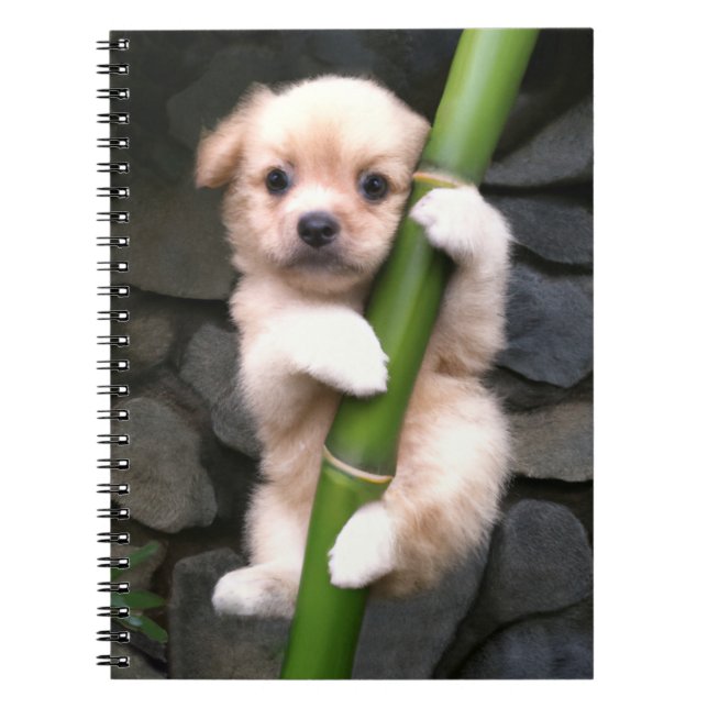 Caderno Espiral Gaejook 개 죽 이 (Frente)