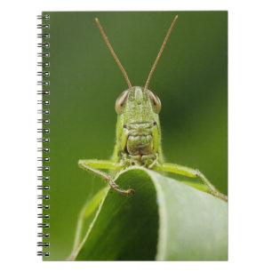 Caderno Espiral Gafanhoto na folha, rosto de gafanhoto Fechado