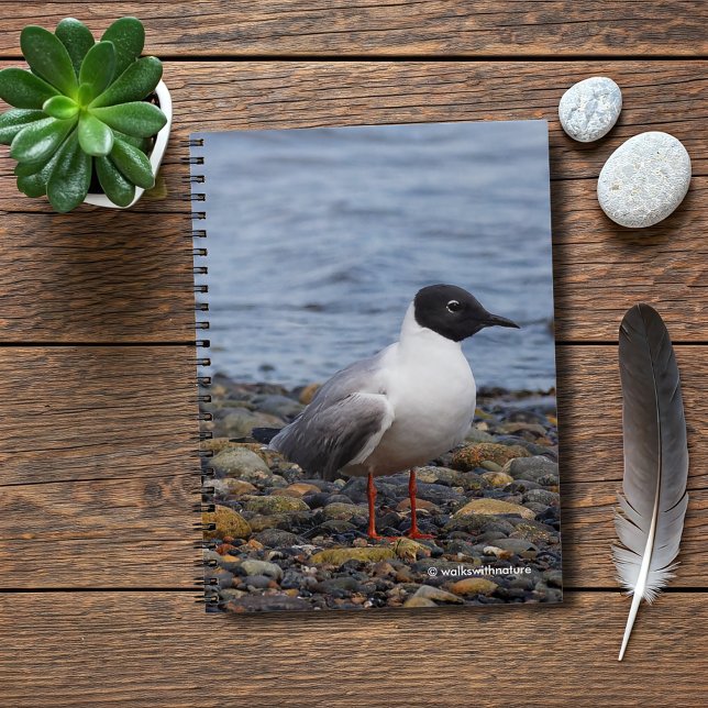 Caderno Espiral Gaivota de Bonaparte na praia (Bonaparte's Gull at the Beach Journal Cover Photo)