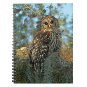 Caderno Espiral Galeria Barred Owl em alguns Moss espanhóis