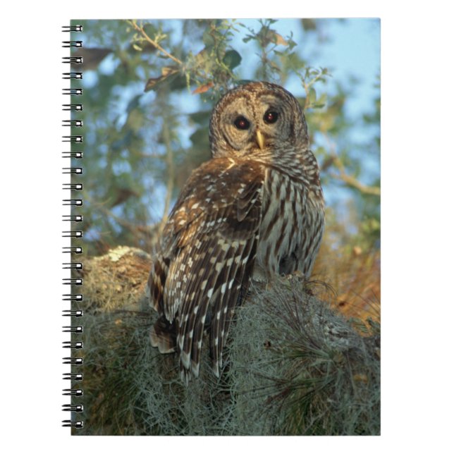 Caderno Espiral Galeria Barred Owl em alguns Moss espanhóis (Frente)