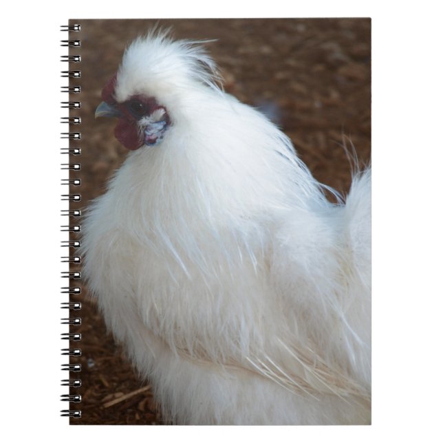 Caderno Espiral Galinha branca de Silkie (Frente)