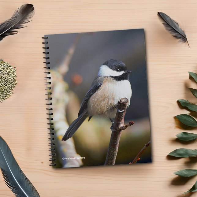 Caderno Espiral Galinha de Capa Negra Bonita na Ramificação (Black-Capped Chickadee on the Cherry Tree Journal Cover Photo)