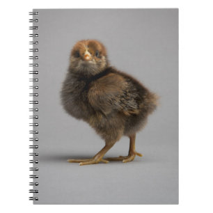 Caderno Espiral Galinha do bebê