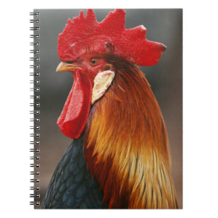 Caderno Espiral Galo Doméstico de Quintal