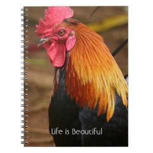 Caderno Espiral Galo Kauai (minha fotografia)