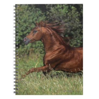 Caderno Espiral Garanhão árabe que funciona na grama