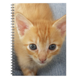 Caderno Espiral Gatinho alaranjado do gato malhado