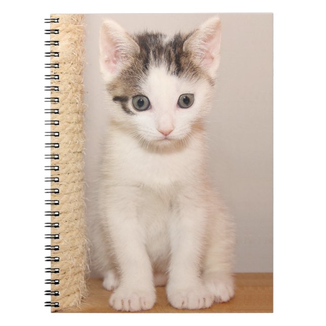 Caderno Espiral Gatinho branco bonito com olhos verdes (Frente)