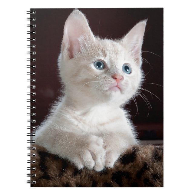 Caderno Espiral Gatinho branco super bonito (Frente)