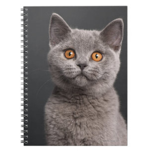 Caderno Espiral Gatinho britânico de Shorthair (3 meses velho)