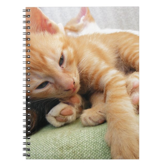 Caderno Espiral Gatinho De Gelado De Tigre (Frente)