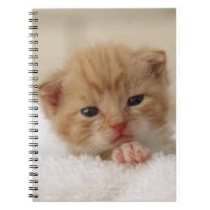 Caderno Espiral Gatinho doce do filhote de cachorro
