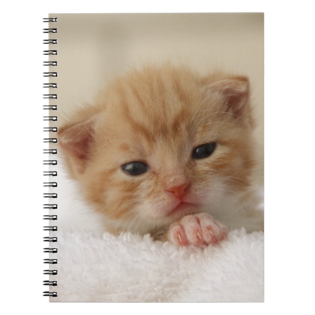 Caderno Espiral Gatinho doce do filhote de cachorro (Frente)