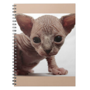 Caderno Espiral Gatinho esfínctico sem osso, gordo e fresco
