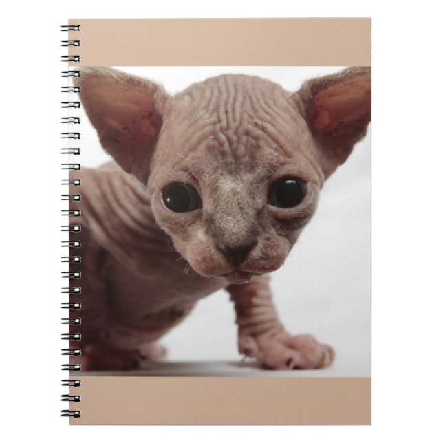 Caderno Espiral Gatinho esfínctico sem osso, gordo e fresco (Frente)