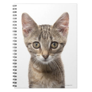Caderno Espiral Gatinho listrado