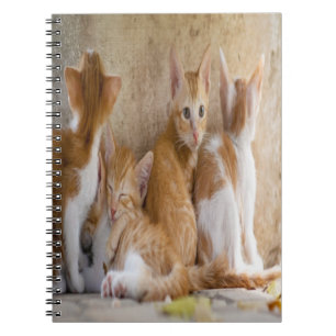 Caderno Espiral Gatinho Listrado Laranja e Branco/Adicione a Foto 