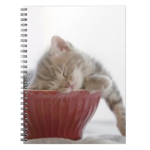 Caderno Espiral Gatinho que dorme na bacia