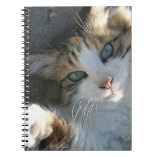 Caderno Espiral Gatinho Reprodutor