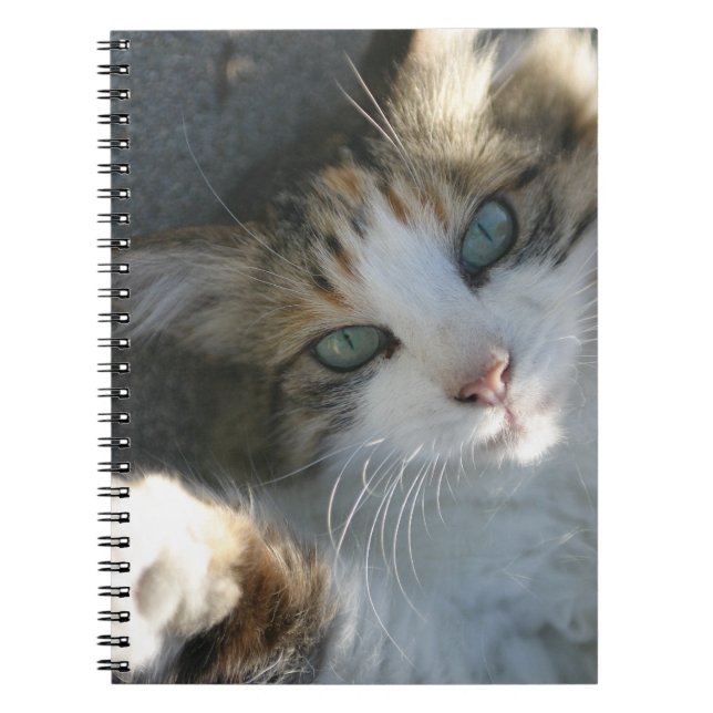 Caderno Espiral Gatinho Reprodutor (Frente)