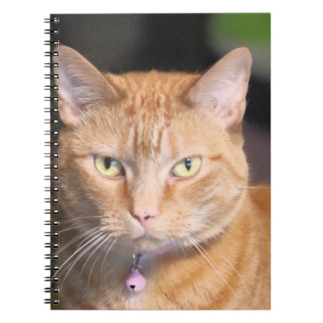 Caderno Espiral Gato (Frente)