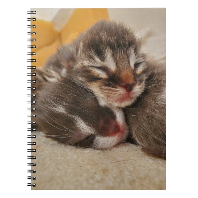 Caderno Espiral Gato adormecido (Frente)