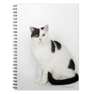 Caderno Espiral Gato branco com manchas pretas