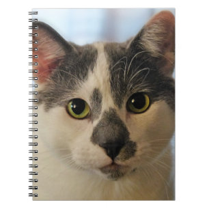 Caderno Espiral Gato Cinto