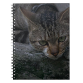 Caderno Espiral Gato Cinza Olhando