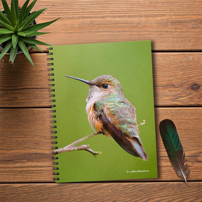 Caderno Espiral Gato-de-bico-rufo-bonito na Califórnia Lilac (Rufous Hummingbird on the California Lilac Journal Cover Photo)